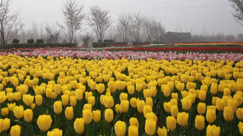 Sunny Stone Yishui Flower Town