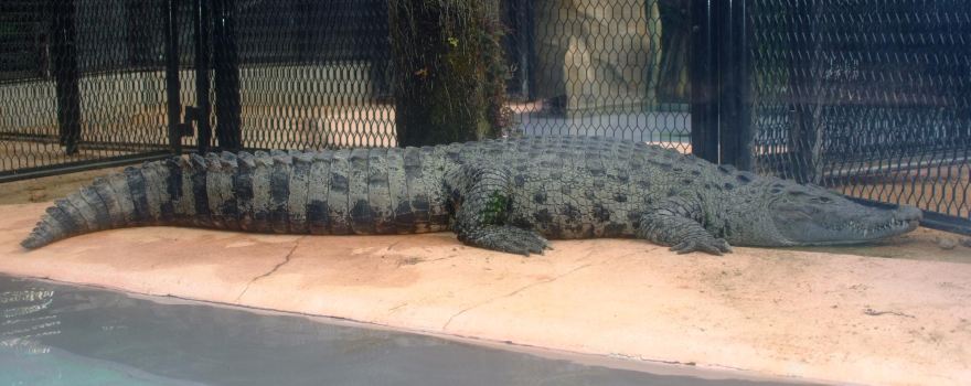 ATAGAWA TROPICAL & ALLIGATOR GARDEN