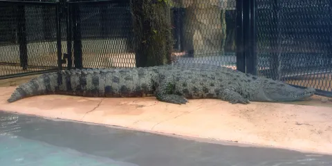 熱川香蕉鱷魚園