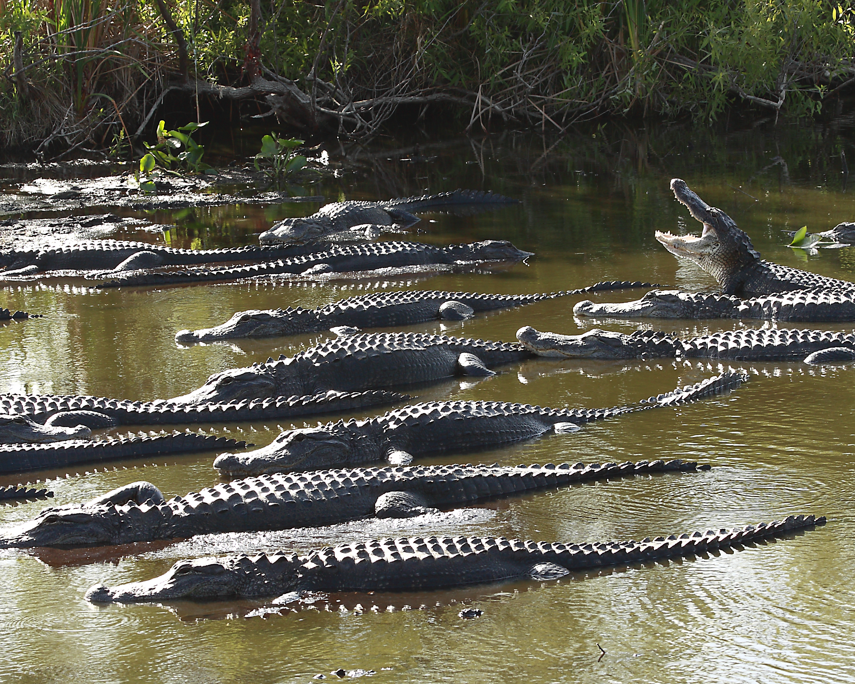 Latest travel itineraries for Everglades Alligator Farm in November  (updated in 2023), Everglades Alligator Farm reviews, Everglades Alligator  Farm address and opening hours, popular attractions, hotels, and  restaurants near Everglades Alligator Farm 