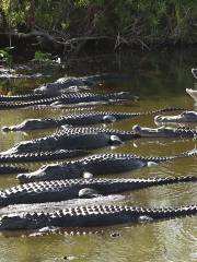 Gator Park