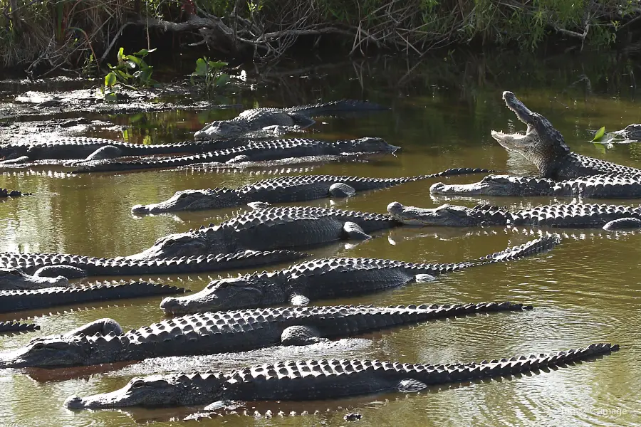 Gator Park