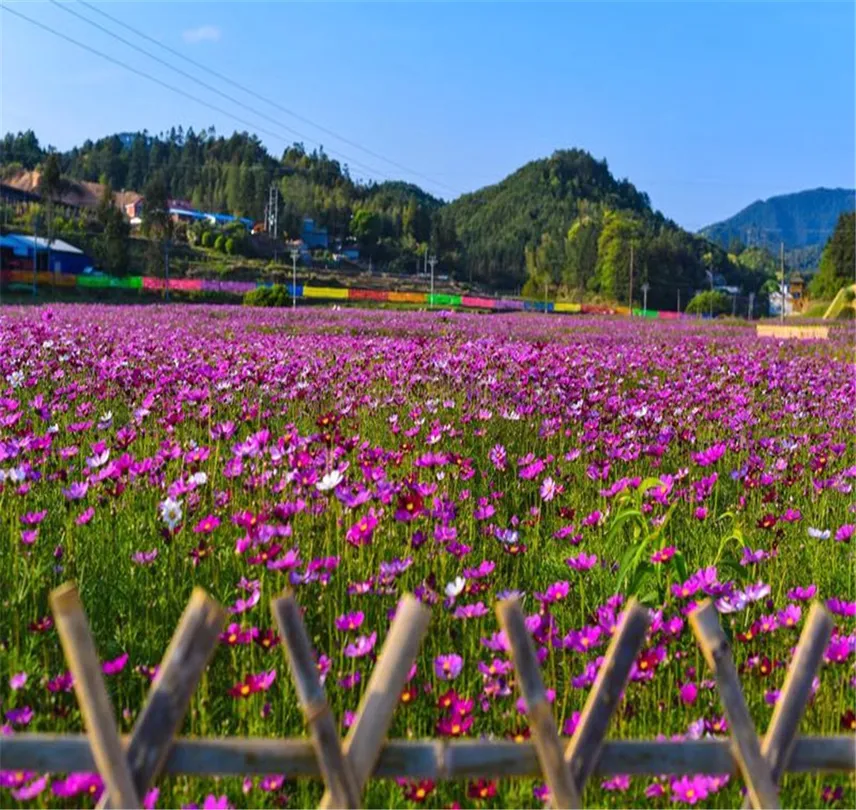 3_桃源裡旅遊度假區花海樂園
