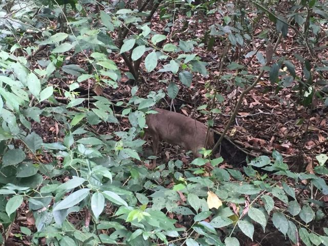 Manuel Antonio National Park