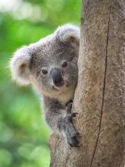 Kuranda Koala Gardens