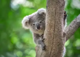 Kuranda Koala Gardens