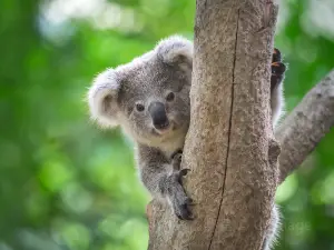 Kuranda Koala Gardens