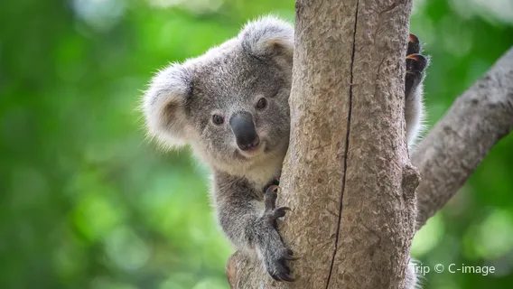Kuranda Koala Gardens