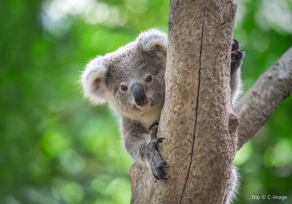 1_Kuranda Koala Gardens