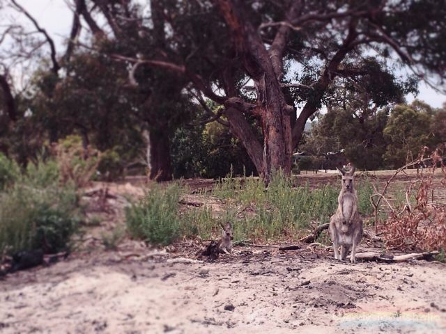 Anglesea