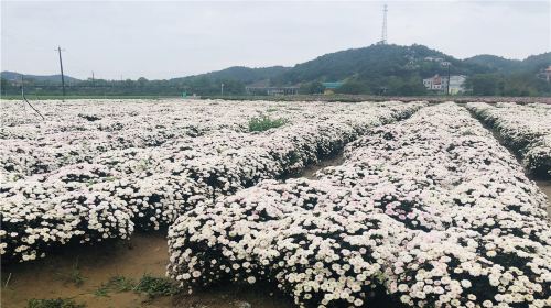 Linxiang Chrysanthemum Expo Park