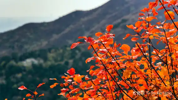 香山公園+天壇公園一日遊【2-8人純玩私家/賞秋/上門接送】