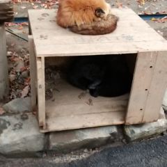 白石市 宮城蔵王 キツネ村 評判 案内 トリップドットコム 白石市 宮城蔵王 キツネ村 評判 案内 トリップドットコム