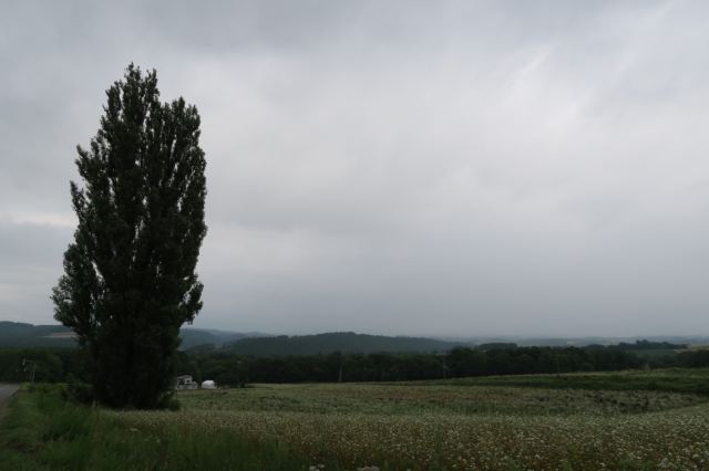 Tree of Ken and Mary