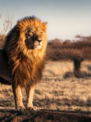 Serengeti-Nationalpark