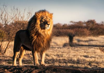 Parc national du Serengeti