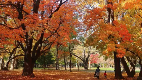 Maruyama Park attraction in Sapporo