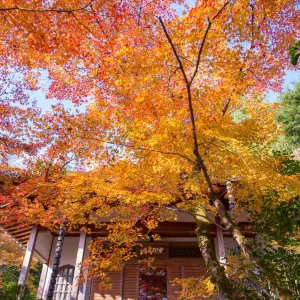 寶嚴院