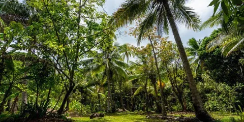 Ile aux Canards island