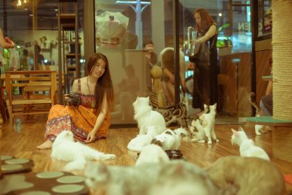 Cat 'n' A Cup Cat Cafe