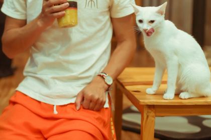 Cat 'n' A Cup Cat Cafe