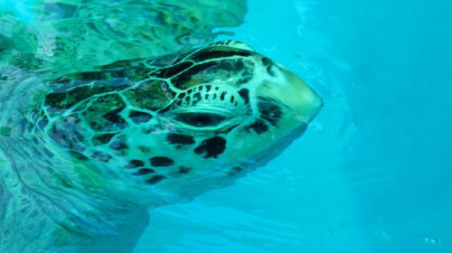 Sea Turtle Conservation Center