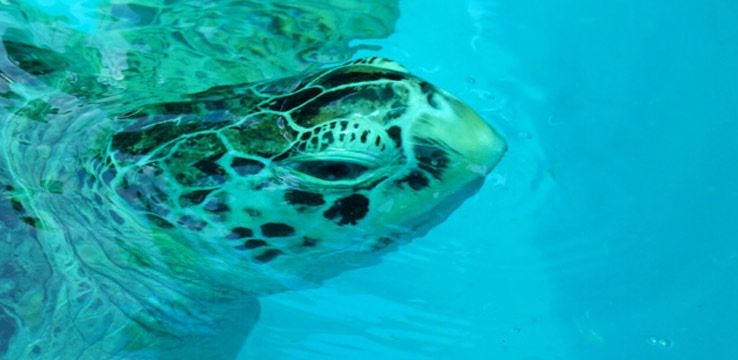 Turtle Conservation Center