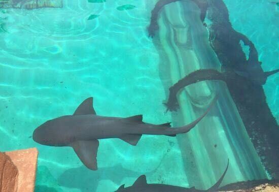 Atlantis Paradise Island