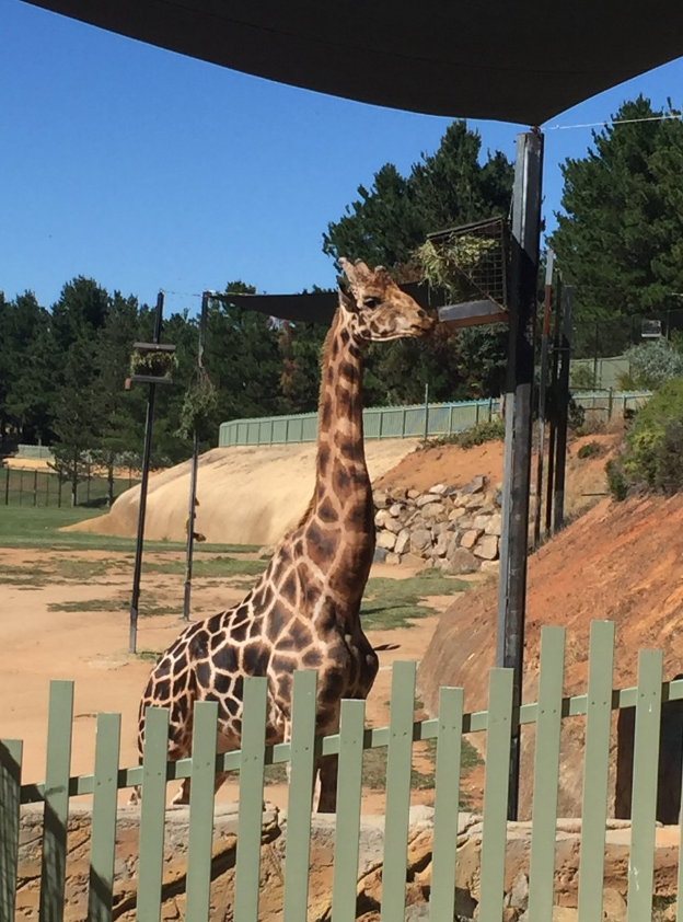 Zoo Negara Malaysia Attractions Hulu Langat District Travel Review Travel Guide Trip Com