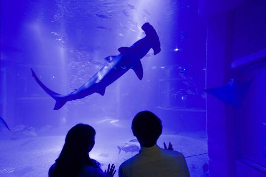 Osaka, Japan + Osaka Castle Park + Hozenji Temple + Umeda Sky Building-Sky Garden Observation Deck + Dotonbori + Osaka Aquarium One-day Tour