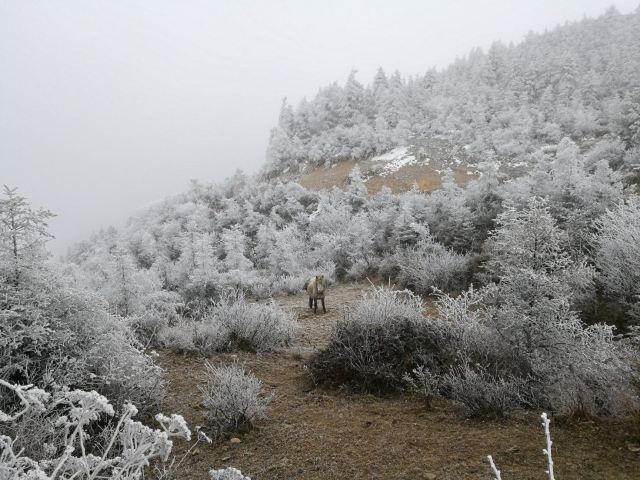 Sirentong