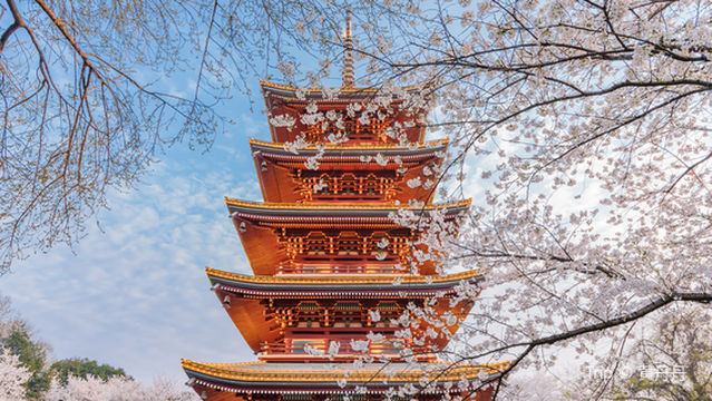 East Lake Cherry Blossom Garden