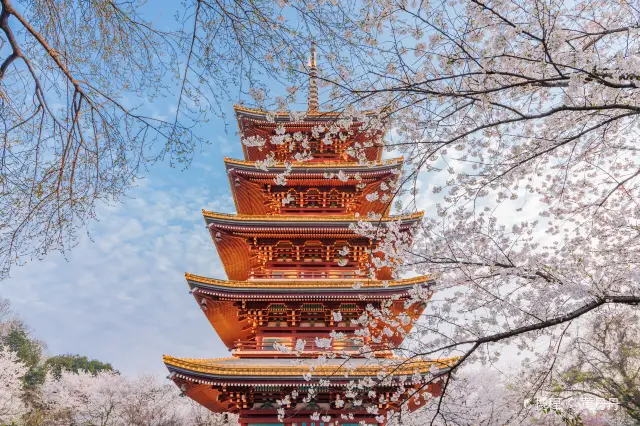 Cherry Blossom Viewing in Wuhan