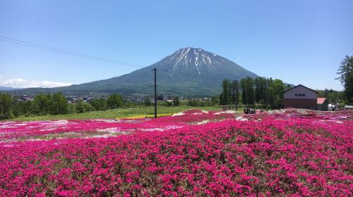 三島さんの芝桜庭園