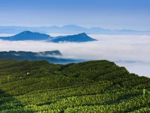 Southem Sichuan Bamboo Sea