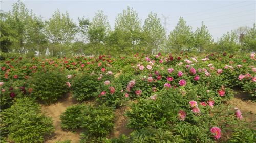 Tianxiang Peony Garden