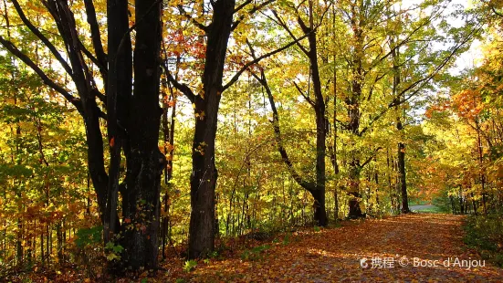 Coolidge State Forest