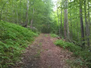 Tusten Mountain Trail