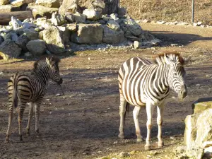 Thuringian Zoo Park, Erfurt