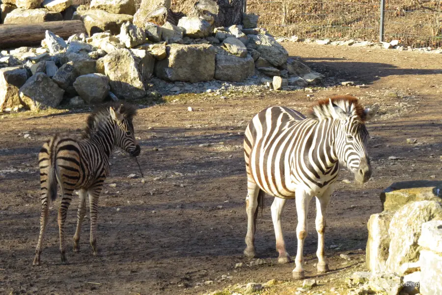 Thuringian Zoo Park, Erfurt