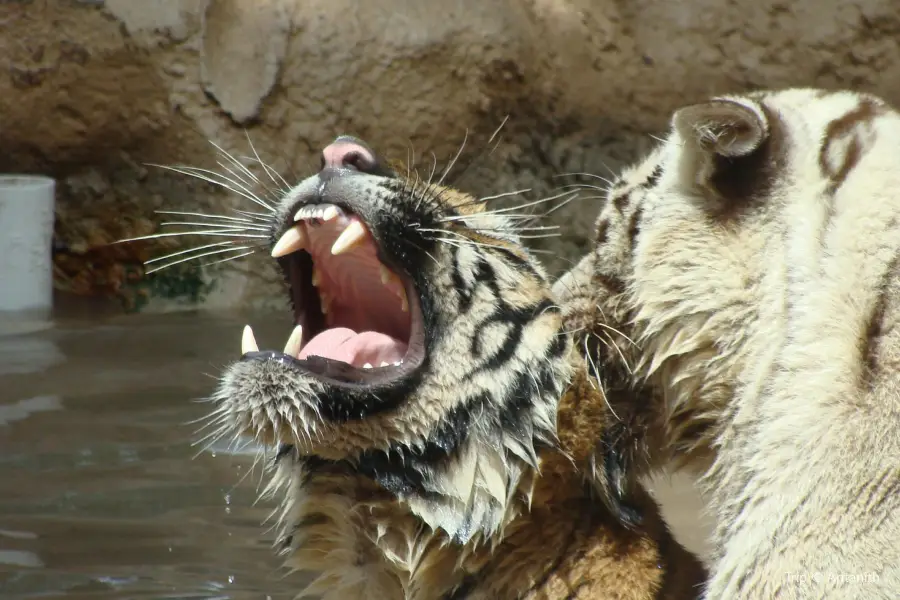 Gladys Porter Zoo