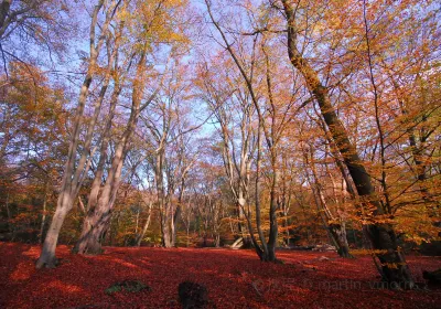 Epping Forest