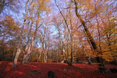 Epping Forest