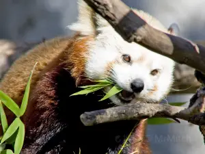 Zoo de Sacramento