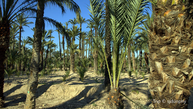 The Palmeral of Elche