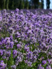 Chappell Hill Lavender Farm