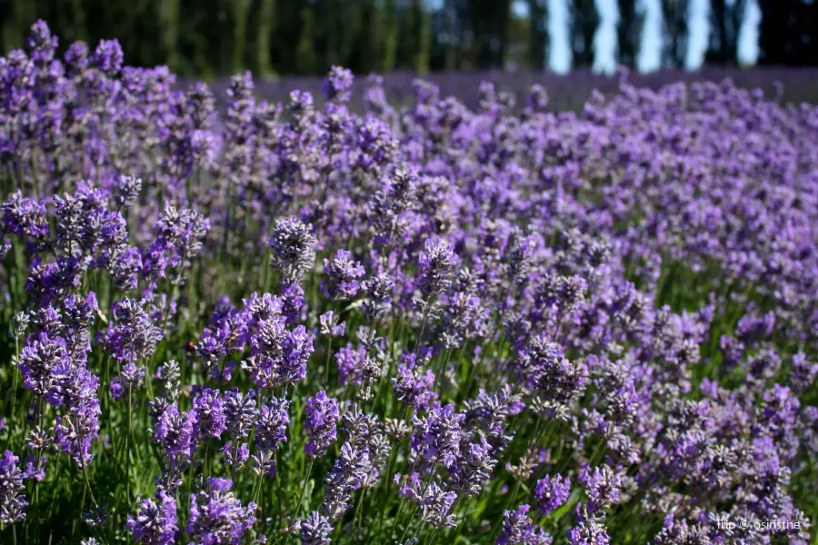 Chappell Hill Lavender Farm