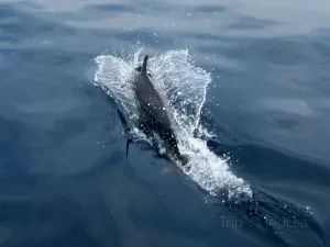 Whale Watching At Sea in Sri Lanka