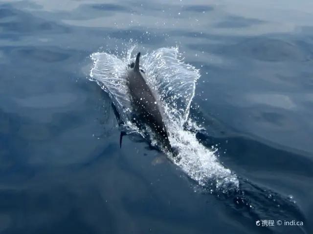 Whale Watching At Sea in Sri Lanka