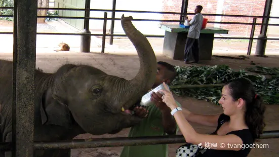 Elephant Transit Home